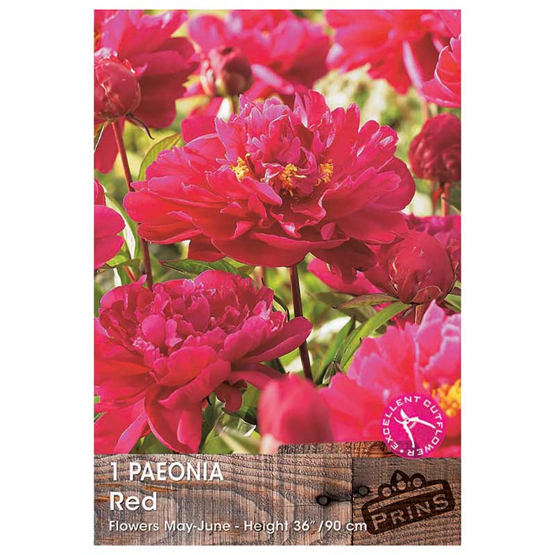 Paeonia 'Red' (1 bare root) image 0