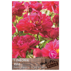 Paeonia 'Red' (1 bare root) image 0