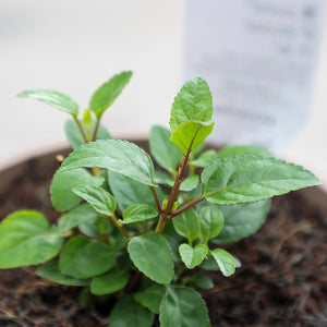Phygelius × rectus 'Colorburst Rose' (2-Litre Pot) image 1