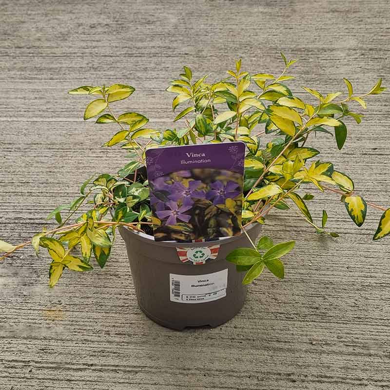 Vinca minor ‘Illumination’ (2-Litre Pot) image 0
