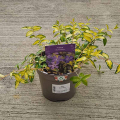 Vinca minor ‘Illumination’ (2-Litre Pot) image 0