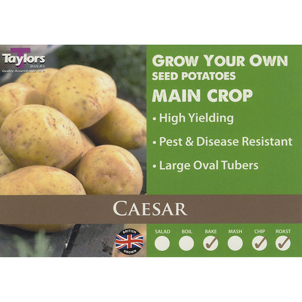 Caesar Main Crop Seed Potatoes - 2kg image