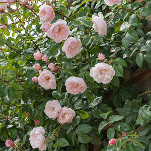 David Austin The Generous Gardener® English Climbing Rose (6-Litre Pot) image 4