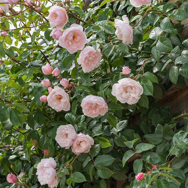 David Austin The Generous Gardener® English Climbing Rose (6-Litre Pot) image 4