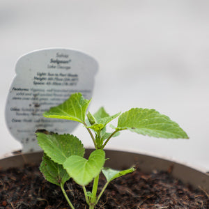 Salvia ‘Salgoon Lake George’ (2-Litre Pot) image 1