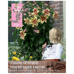 Lilium 'OT-Hybrid Tower Lilies Lavon' Bulbs image 0