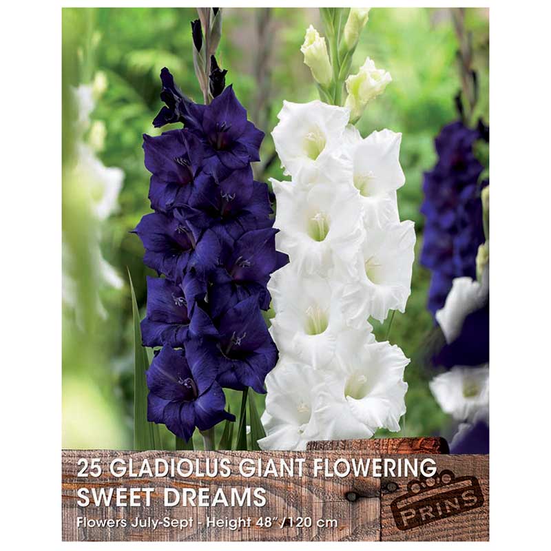 Gladiolus Giant Flowering 'Sweet Dreams' (25 bulbs) image 0