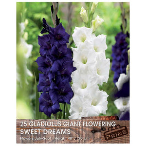 Gladiolus Giant Flowering 'Sweet Dreams' (25 bulbs) image 0