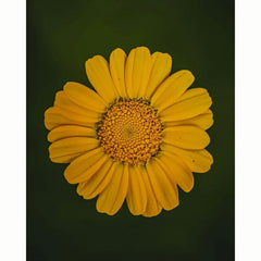 Corn Marigold Wild Flower Seeds (1 Packet) image 0