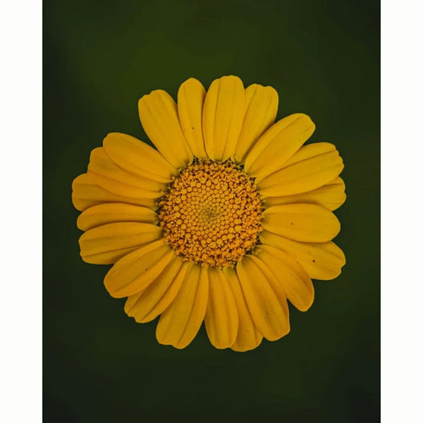 Corn Marigold Wild Flower Seeds (1 Packet) image 0