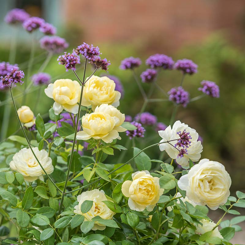 David Austin Vanessa Bell® English Shrub Rose (6-Litre Pot) image 0