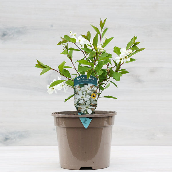 Exochorda ‘Blushing Pearl’ (3-Litre Pot) image 2