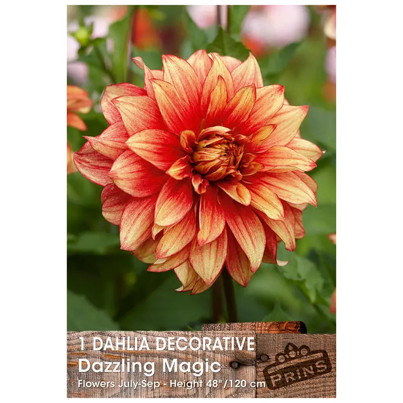 Dahlia Decorative 'Dazzling Magic' (1 tuber) image 0