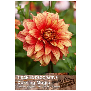 Dahlia Decorative 'Dazzling Magic' (1 tuber) image 0