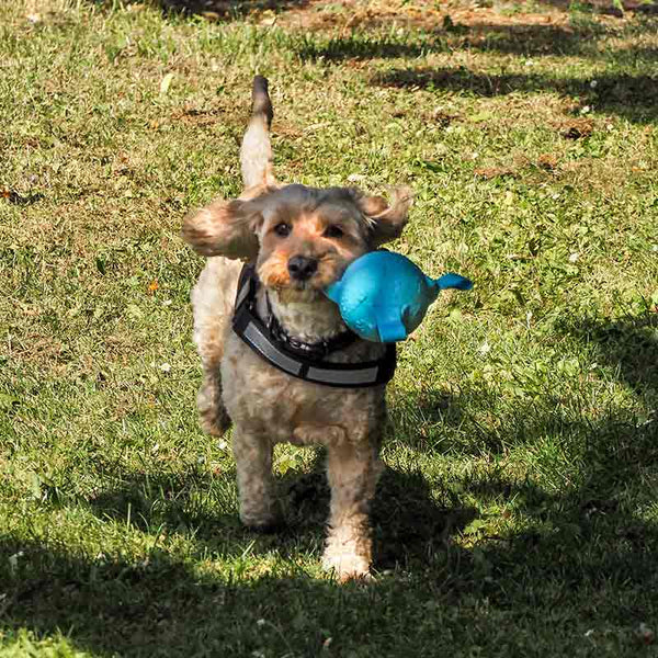 Zoon Uber-Activ TriBall Dog Toy (Assorted Designs) image 5