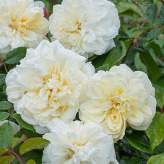 David Austin Alberic Barbier® Rambling Rose (6-Litre Pot) image 0