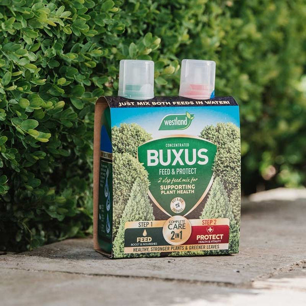 Westland 2-in-1 Feed & Protect Buxus 2 x 500ml image 1