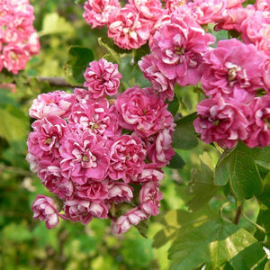 Crataegus 'Paul's Scarlet' Tree (Hawthorn) (12-Litre Pot) image 1