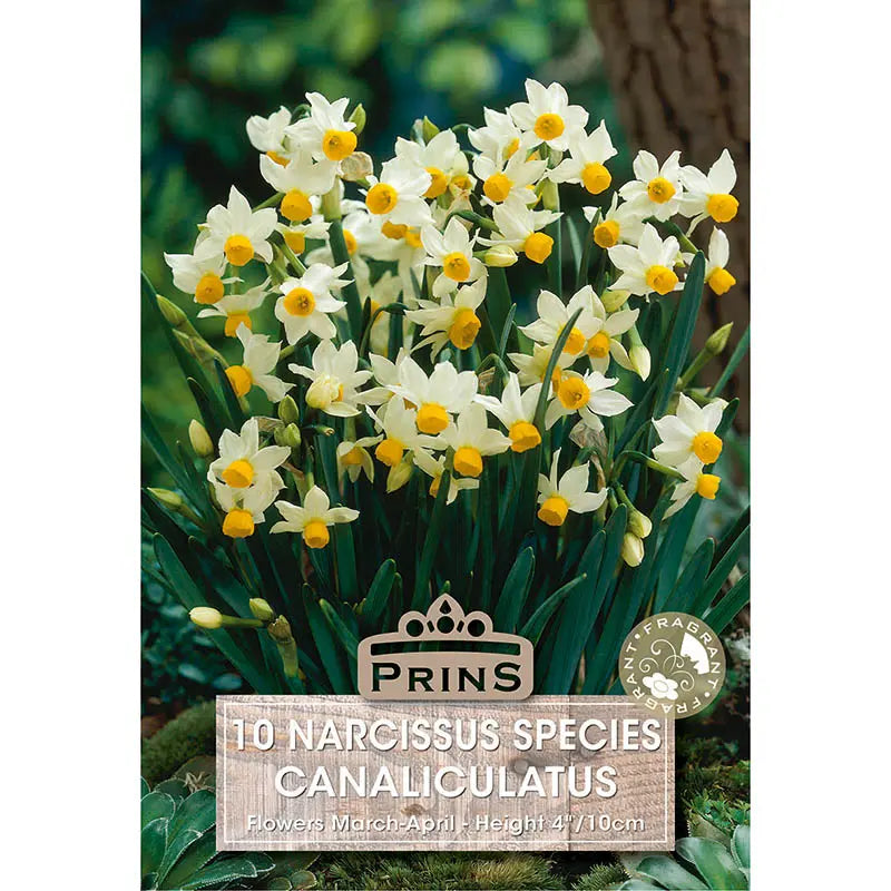 Narcissus 'Canaliculatus' (10 bulbs) image 0