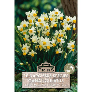 Narcissus 'Canaliculatus' (10 bulbs) image 0