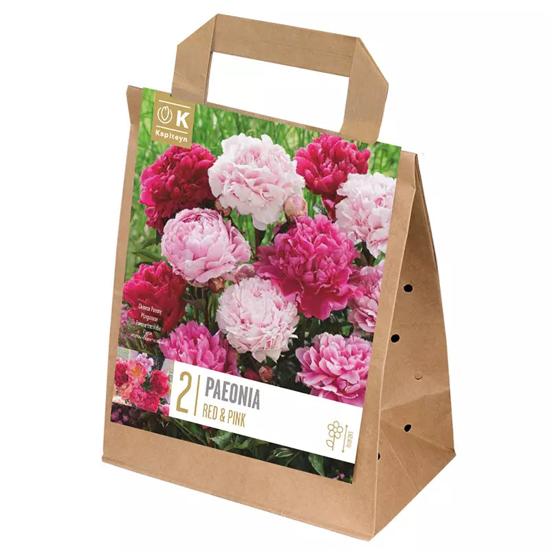 Paeonia 'Red & Pink' (2 bulbs) image 0