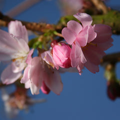 Prunus ‘Accolade’ Tree (Cherry Blossom) (12-Litre Pot) image 0