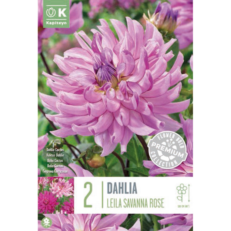 Dahlia Leila Savanna Rose (2 Tubers) image 0