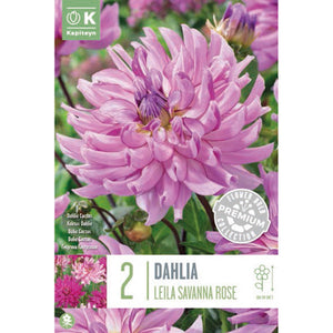 Dahlia Leila Savanna Rose (2 Tubers) image 0