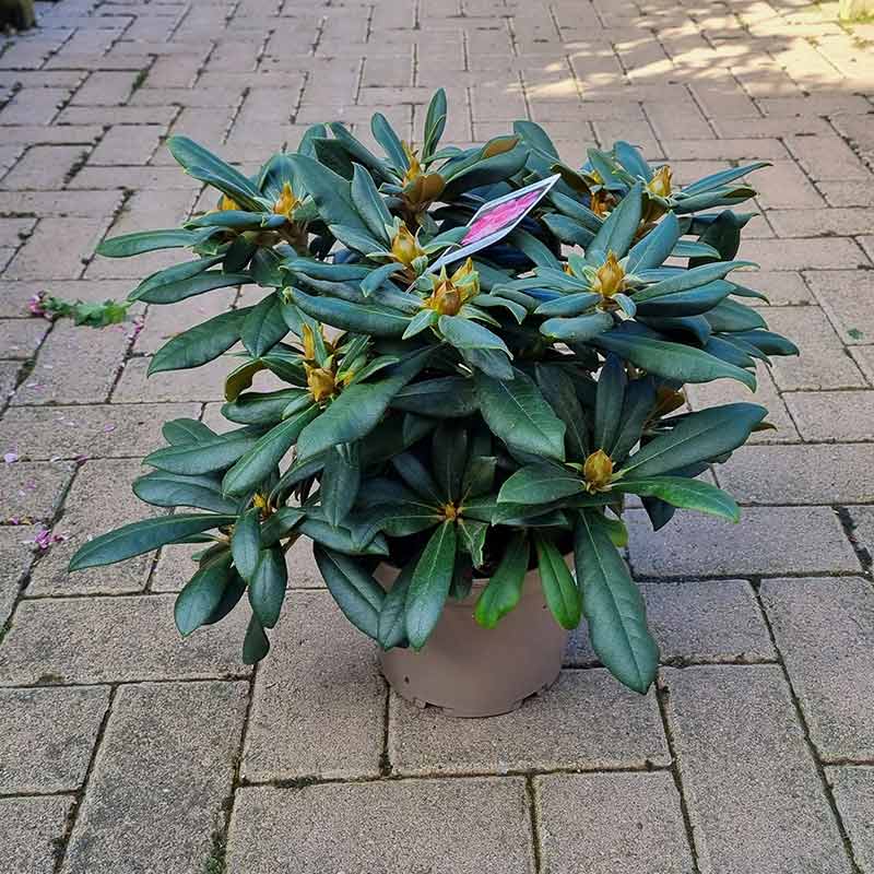 Rhododendron ‘Schneewittchen’ (3-Litre Pot) image 0