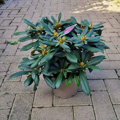 Rhododendron ‘Schneewittchen’ (3-Litre Pot) image 0