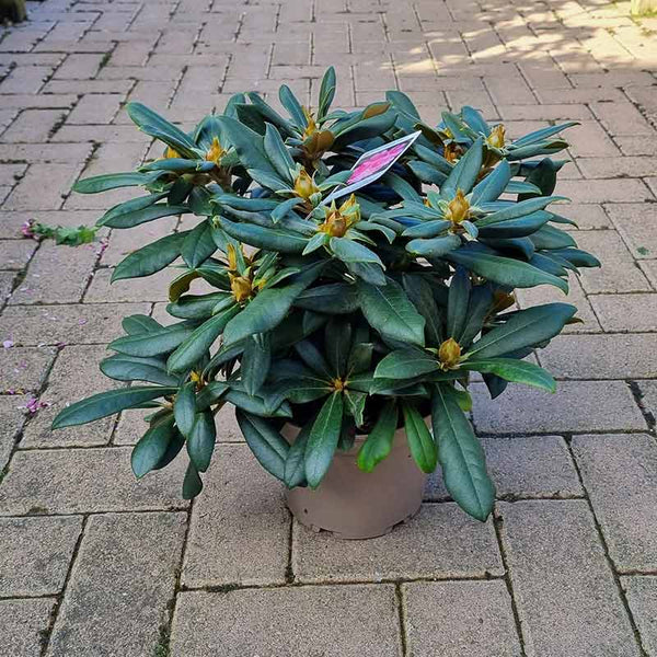 Rhododendron ‘Schneewittchen’ (3-Litre Pot) image 0