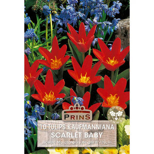 Tulip 'Scarlet Baby' (10 bulbs) image 0