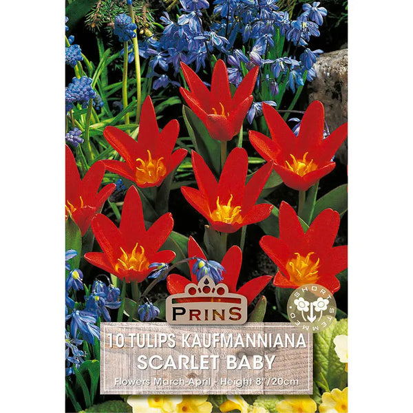 Tulip 'Scarlet Baby' (10 bulbs) image 0