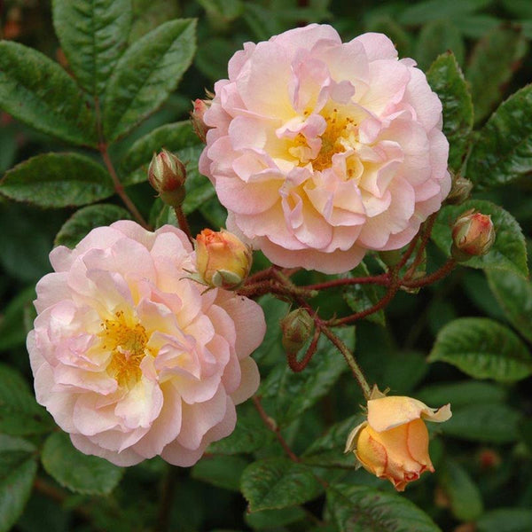 Whartons Roses 'Ghislaine de Feligonde' Rambling Rose (4-litre pot) image 0
