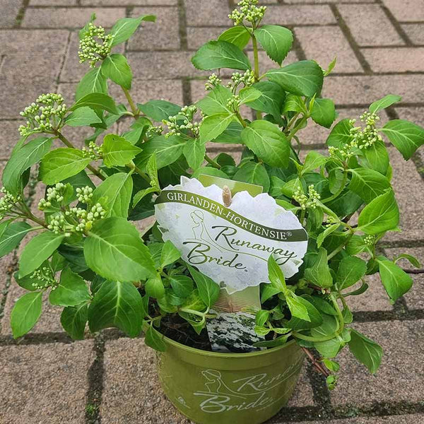 Garland Hydrangea 'Runaway Bride' (2-Litre Pot) image 0