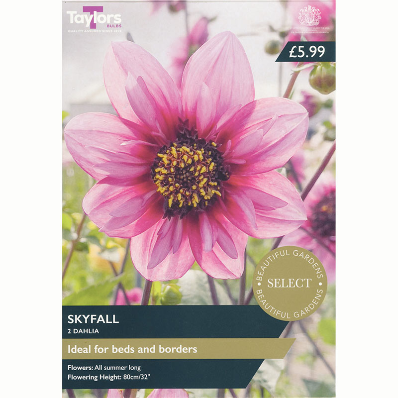 Dahlia ‘Skyfall’ with Pink Flowers (2 Tubers) image 0