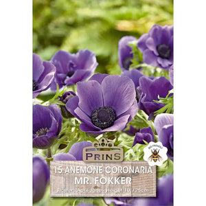 Anemone coronaria 'Mr. Fokker' (15 Bulbs) image 0
