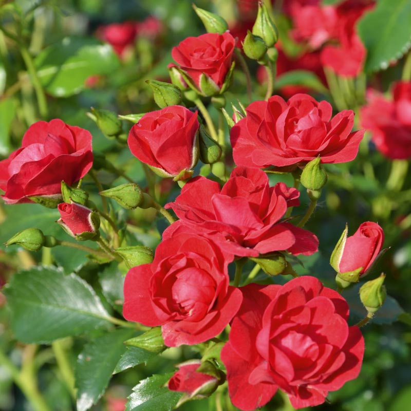 Whartons Roses ‘Flower Carpet Cherry’ Ground Cover Rose (3-Litre Pot) image 0