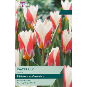 Tulip ‘Water Lily’ Miniature Kaufmanniana (10 Bulbs) image 0