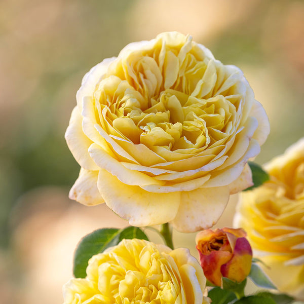 David Austin Charles Darwin® English Shrub Rose (6-Litre Pot) image 2
