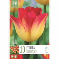 Tulip ‘Suncatcher’ (10 Bulbs) image 0