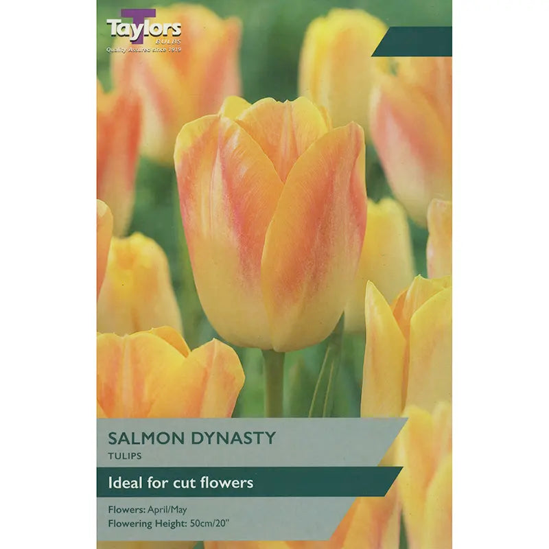 Tulip 'Salmon Dynasty' (8 bulbs) image 0