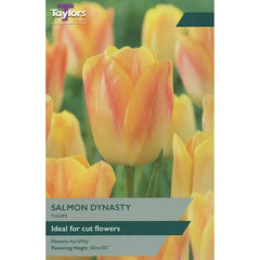 Tulip 'Salmon Dynasty' (8 bulbs) image 0