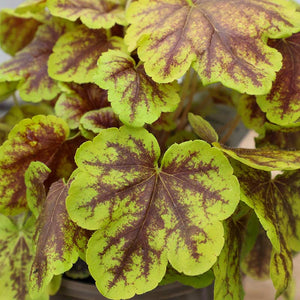 Heucherella ‘Solar Eclipse’ (2-Litre Pot) image 1