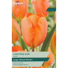 Tulip ‘Lighting Sun’ (6 Bulbs) image 0