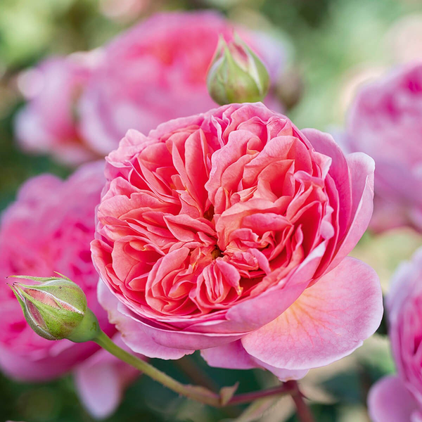 David Austin Boscobel® English Shrub Rose (6-Litre Pot) image 3