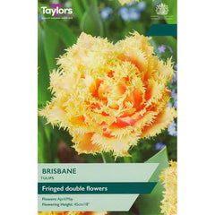 Tulip Double ‘Brisbane’ (5 Bulbs) image 0