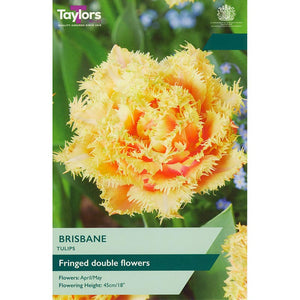Tulip Double ‘Brisbane’ (5 Bulbs) image 0