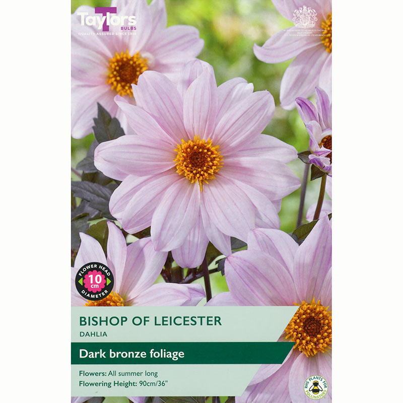 Dahlia 'Bishop of Leicester' with Lavender Pink Flowers (1 Tuber) image 0