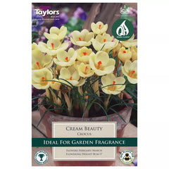 Crocus 'Cream Beauty' (10 bulbs) image 0
